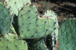 sign of love in the desert