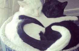 Love in black and white