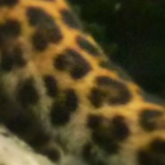 leopard with a heart (tail)