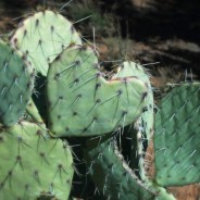 sign of love in the desert